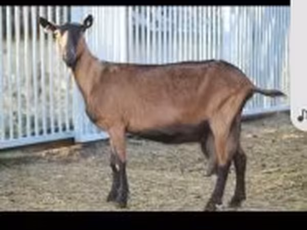 عنزة, Alpine goat
