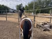 Caballo, Caballos — foto 5