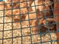 Chickens — foto 5
