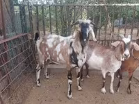 बकरा, Nubian Goat — फ़ोटो 2