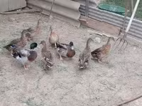 Ducks — Foto 3