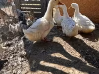 Ducks — zdjęcie 1