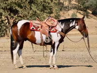 Pastuv, National Show Horse — fotografija 4