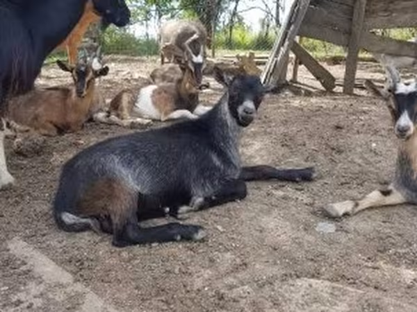 Ziegenbock, Ziegen