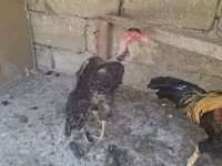 Chickens — fotografija 5