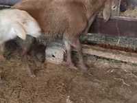 Ovca, West-Siberian mutton sheep — fotografija 4