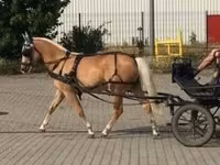 Кобила, Hungarian horse breed — фото 4