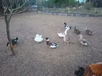 Ducks — zdjęcie 8