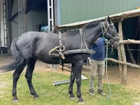 Айғыр, Nonius horse — 7-сурет