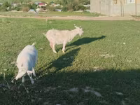 Ziege, Russian White goat — Foto 4