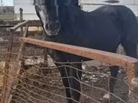 Koń, Lipizzaner — zdjęcie 4