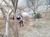Ешкілер (топ, жынысы көрсетілмеген), Ешкілер — 3-сурет