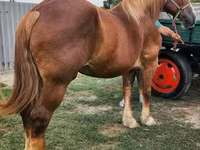Yegua, Hungarian horse breed — foto 5