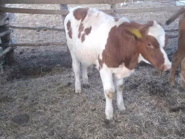 Byk, Simmental cattle