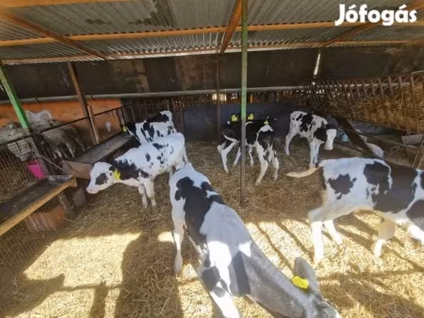 公牛, Holstein breed