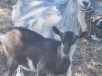 母山羊, Goats — 照片 5