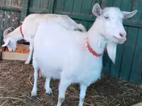 Koza, Pomellata goat — fotografija 2