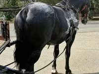 雄馬, Nonius horse — 写真 3