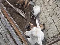 Koza, Saanen goat — fotografija 6