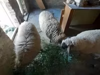 Oveja, Ovejas — foto 5