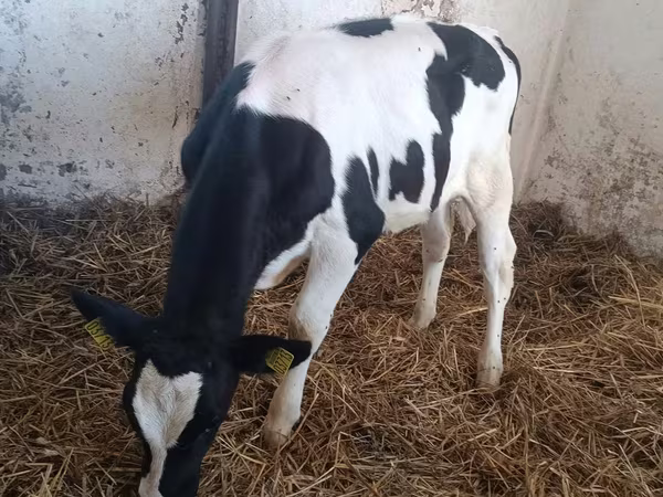 بقرة, Russian Black pied cattle