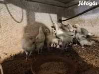 Turkeys — Foto 6