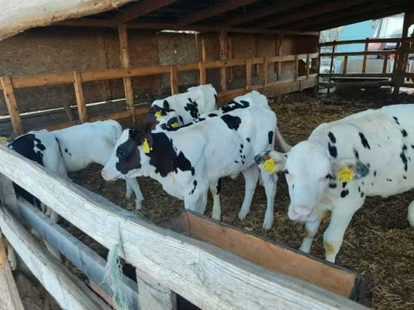 Taureau, Race Holstein — Hongrie