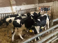 Krava, Russian Black pied cattle — fotografija 5