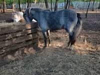 Madyan, Atlar — foto 1