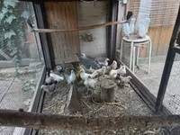 Gollandiya bantam — 1-rasm