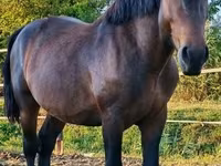 Cheval, Međimurje horse — photo 5