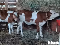 公牛, Limousin cow — 照片 5