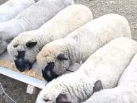 Ovan, Shroshire sheep — fotografija 1