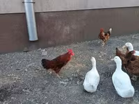 Chickens — fotografija 5