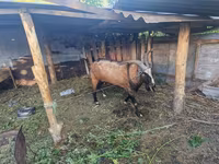 Jarac, LaMancha goats — fotografija 2