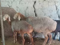 Qoyun, Afghan Arabi sheep — foto 2