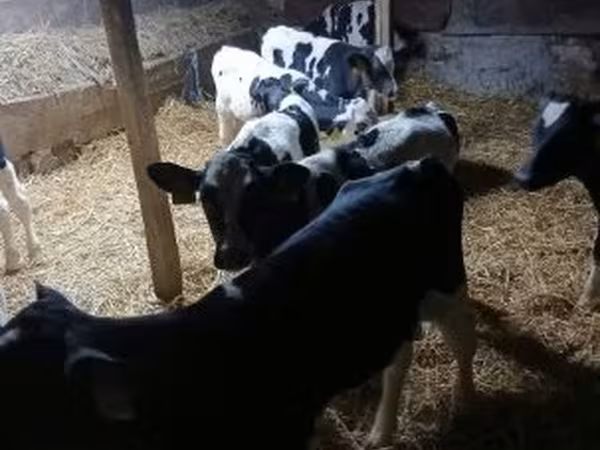 Touro, Russian Black pied cattle