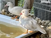 Ducks — foto 2