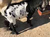 母山羊, Dutch Landrace goats — 照片 4