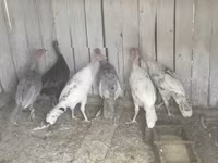 Turkeys — 照片 1