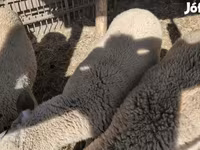 公羊, Sheep — 照片 3