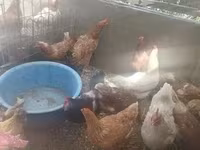 Chickens — फ़ोटो 3