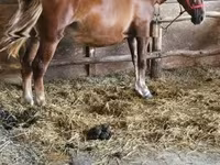 Égua, Cavalos — foto 3