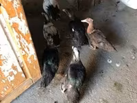 Ducks — zdjęcie 1