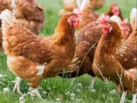 Chickens — zdjęcie 1