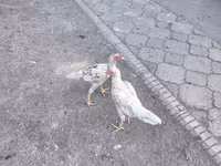 Shamo chickens — photo 8