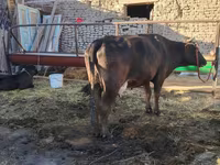 Krava, Swedish red cattle — fotografija 2