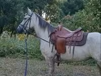 母马, Horses — 照片 4