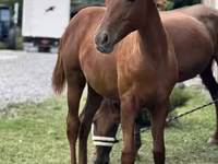 Kobila, Anglo-Arabian — fotografija 1