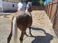 雌馬, Berber horse — 写真 3